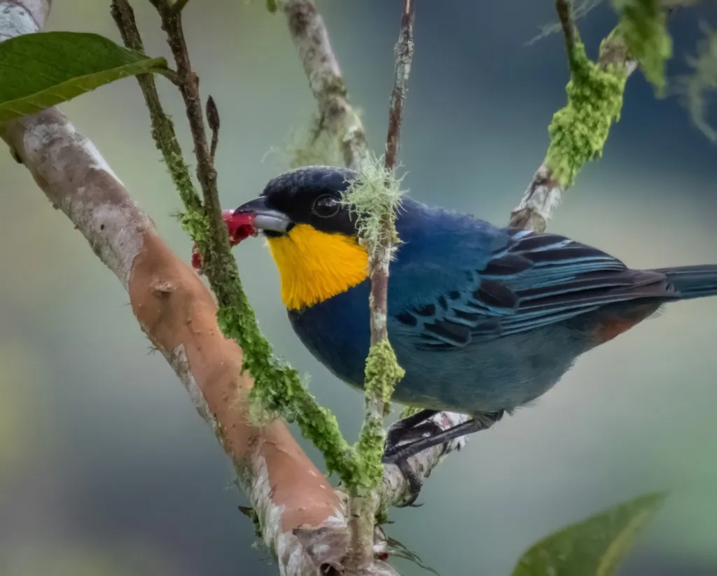 紫背彩裸鼻雀（Iridosornis porphyrocephalus）