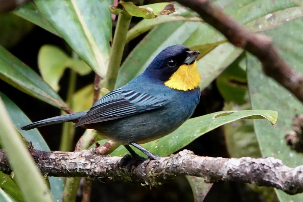 紫背彩裸鼻雀（Iridosornis porphyrocephalus）