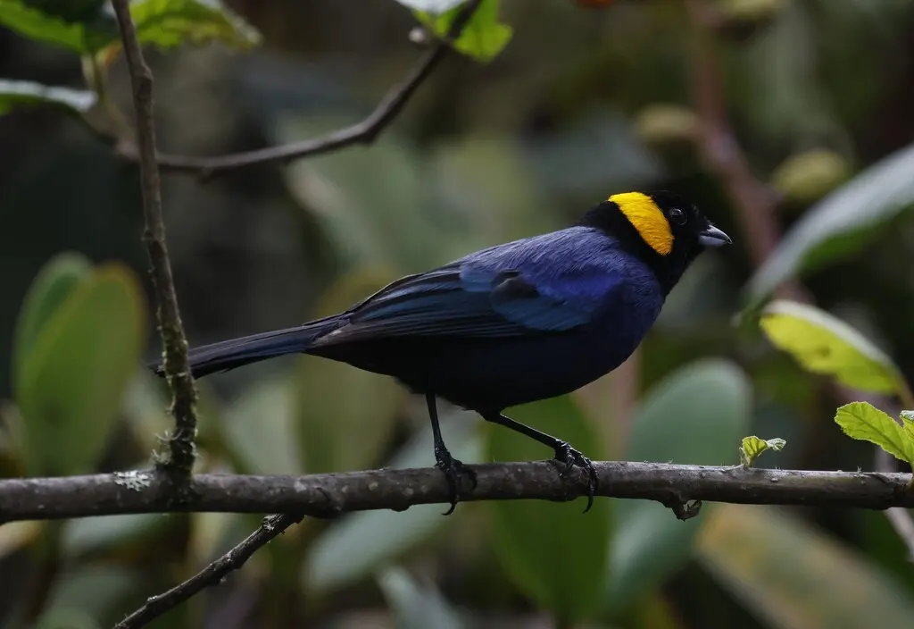 黄枕彩裸鼻雀（Iridosornis reinhardti）