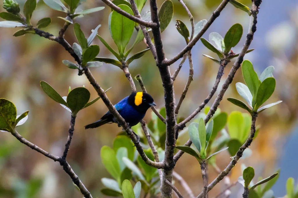 黄枕彩裸鼻雀（Iridosornis reinhardti）