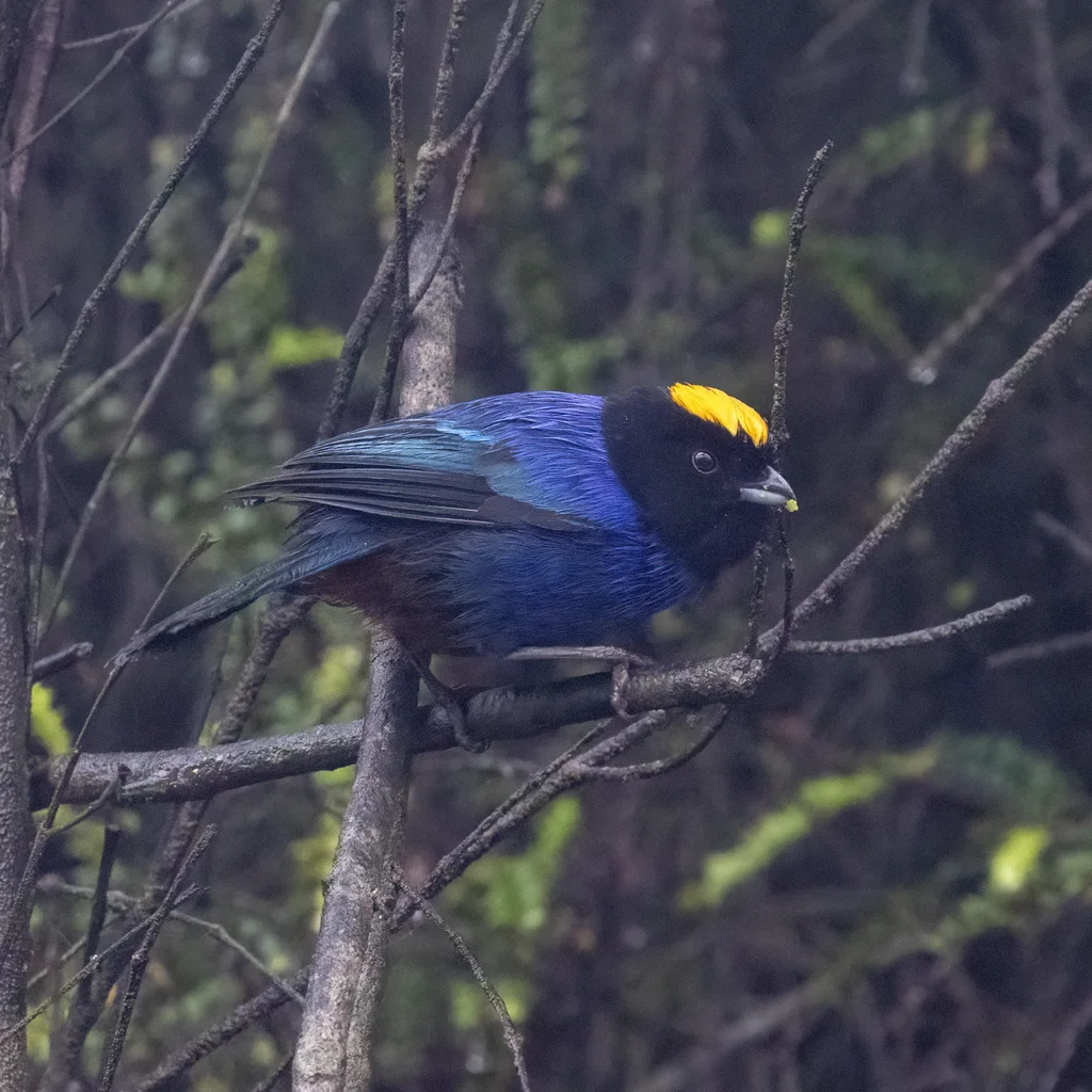 金顶彩裸鼻雀(Iridosornis rufivertex)