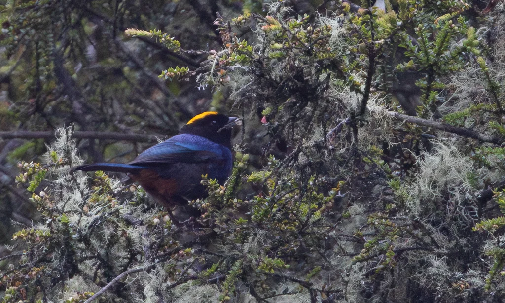 金顶彩裸鼻雀(Iridosornis rufivertex)