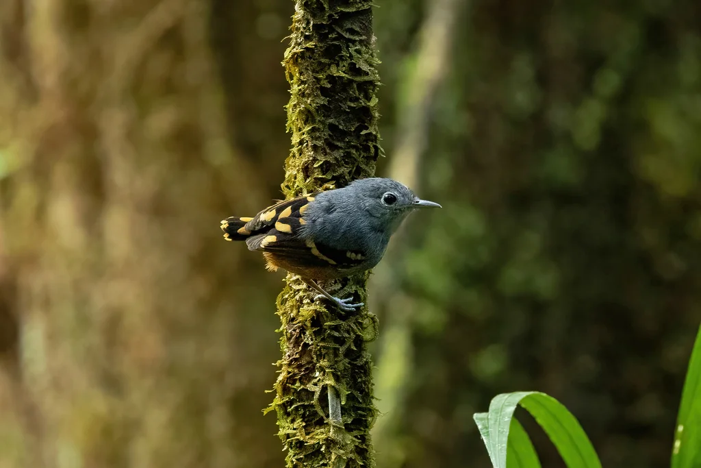 棕腹蚁鹩（Isleria guttata）
