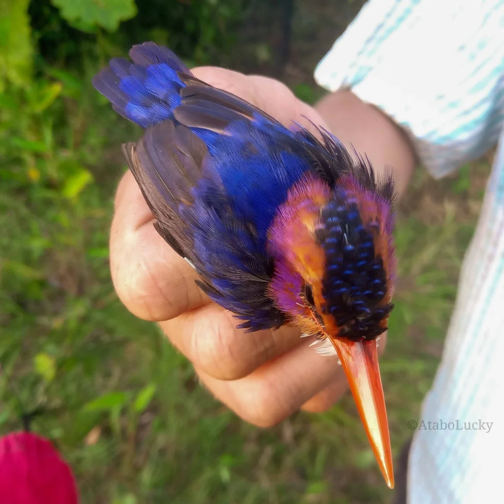 粉颊小翠鸟(Ispidina picta)