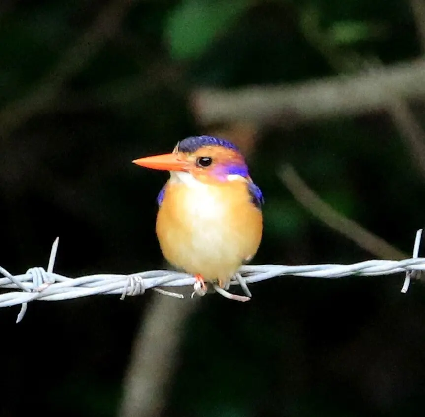 粉颊小翠鸟(Ispidina picta)