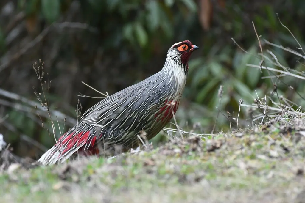血雉(Ithaginis cruentus)