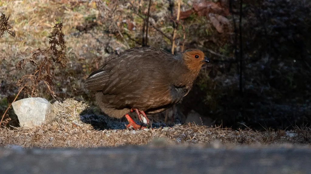 血雉(Ithaginis cruentus)