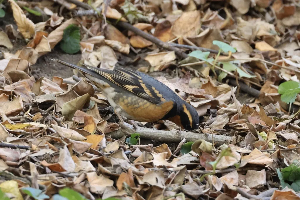 杂色鸫(Ixoreus naevius)