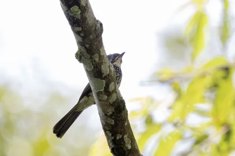 条纹鹎