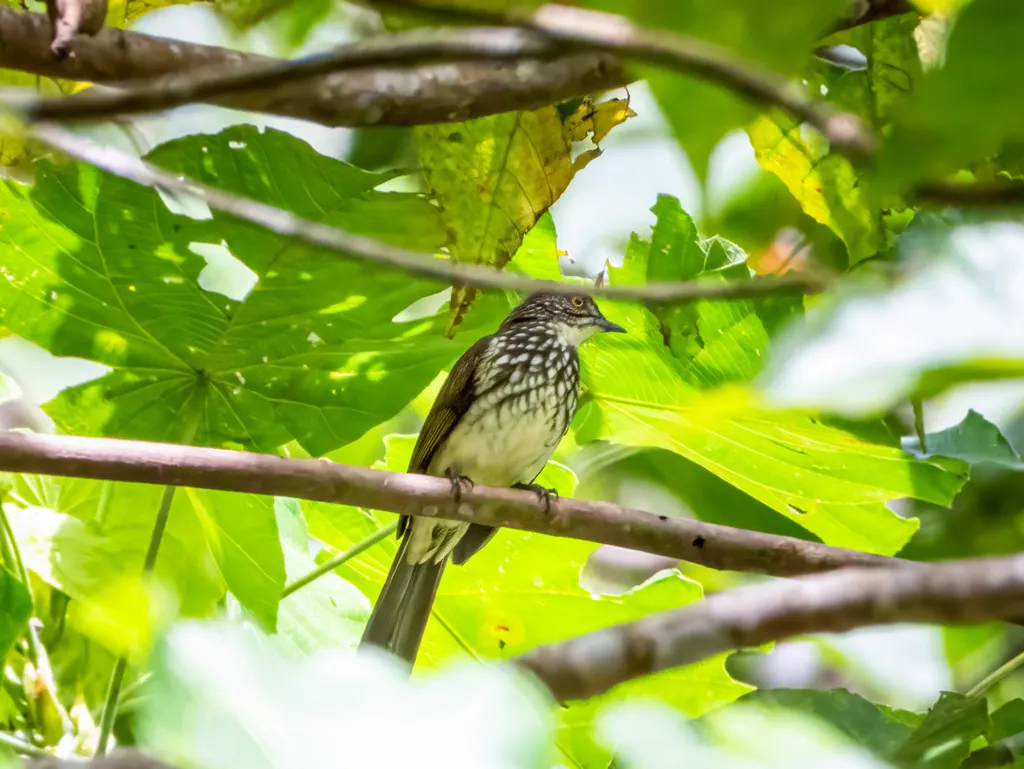 条纹鹎(Ixos leucogrammicus)