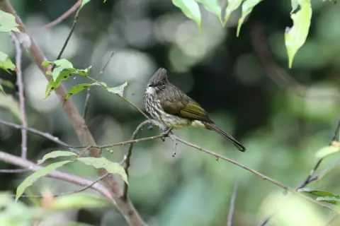 条纹鹎