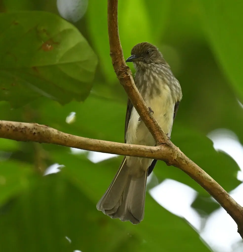 纹羽鹎(Ixos malaccensis)