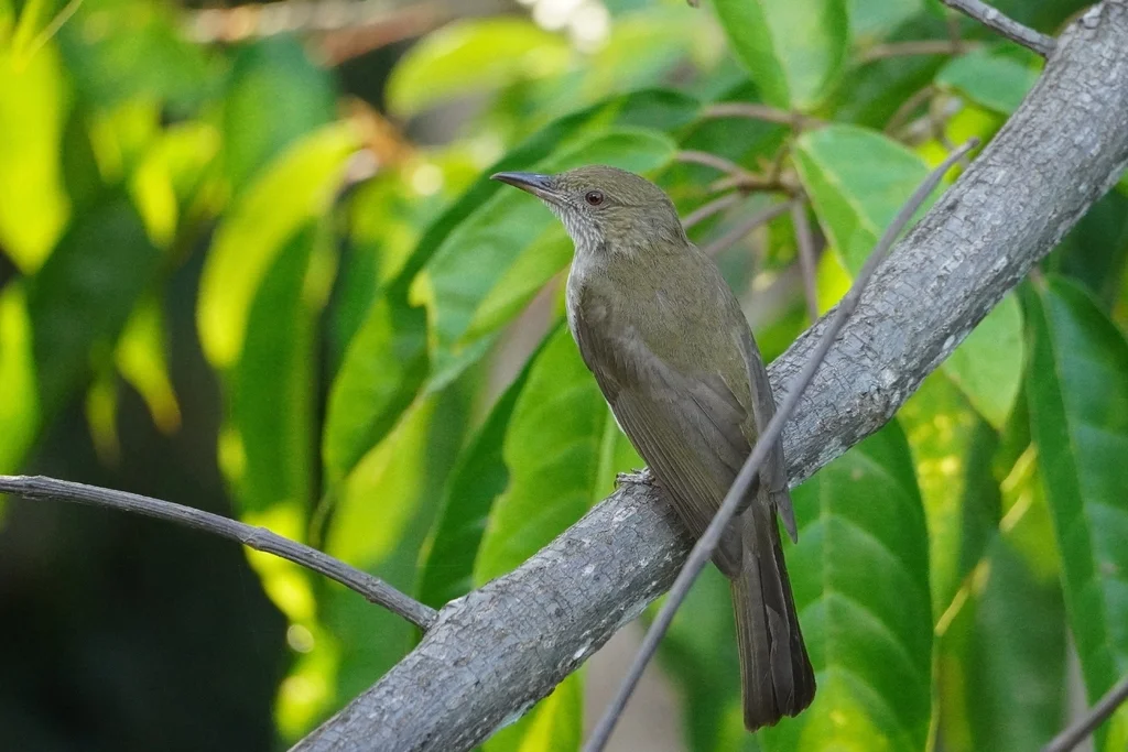 纹羽鹎(Ixos malaccensis)