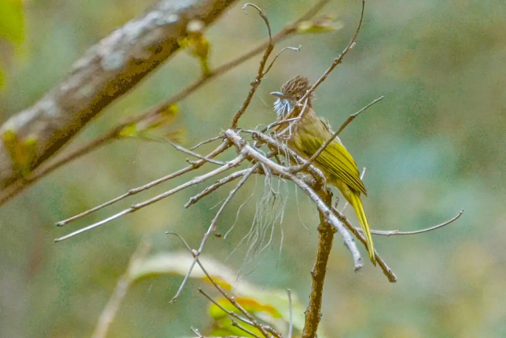 绿翅短脚鹎(Ixos mcclellandii)