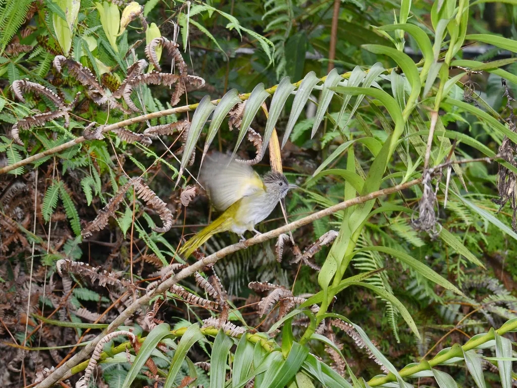 绿翅短脚鹎(Ixos mcclellandii)