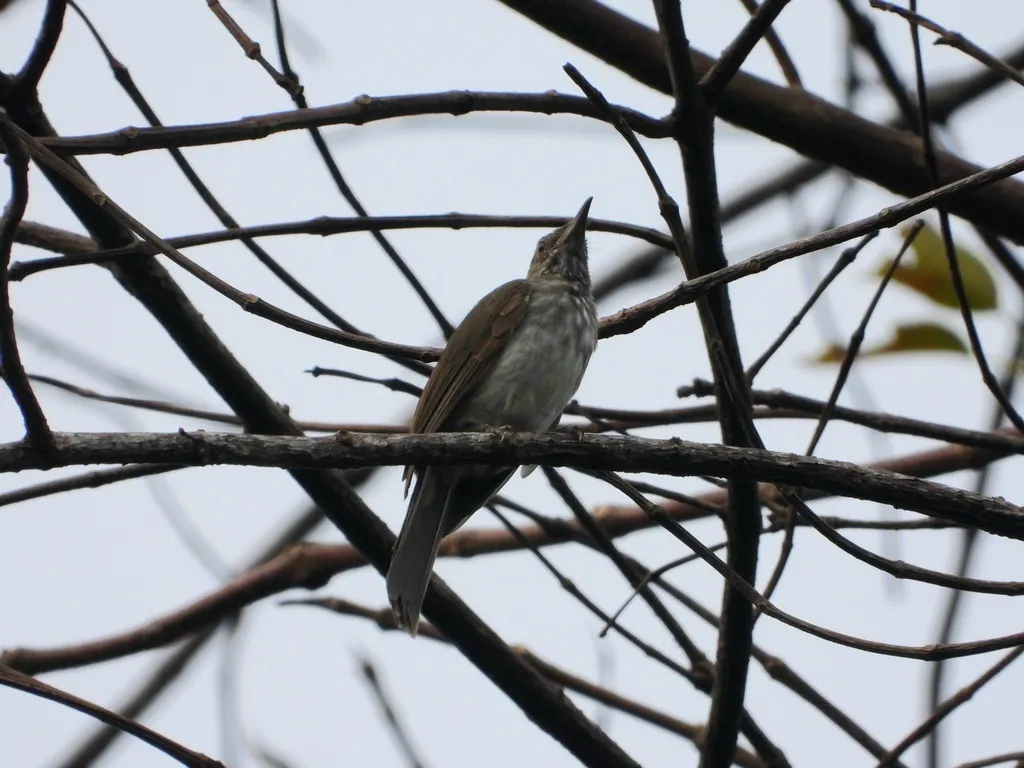 苏门答腊短脚鹎(Ixos sumatranus)
