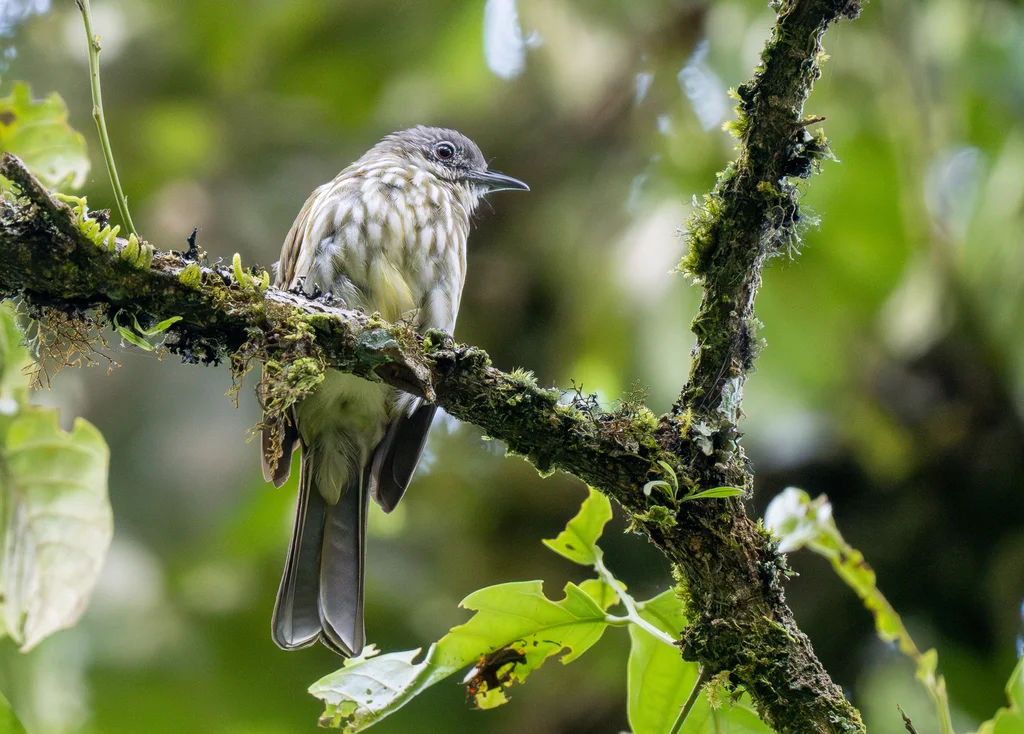 巽他短脚鹎（Ixos virescens）