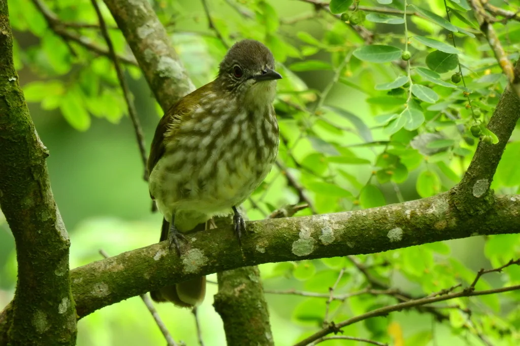 巽他短脚鹎（Ixos virescens）