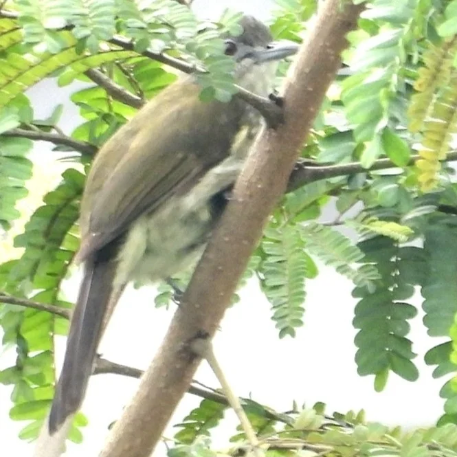 巽他短脚鹎（Ixos virescens）