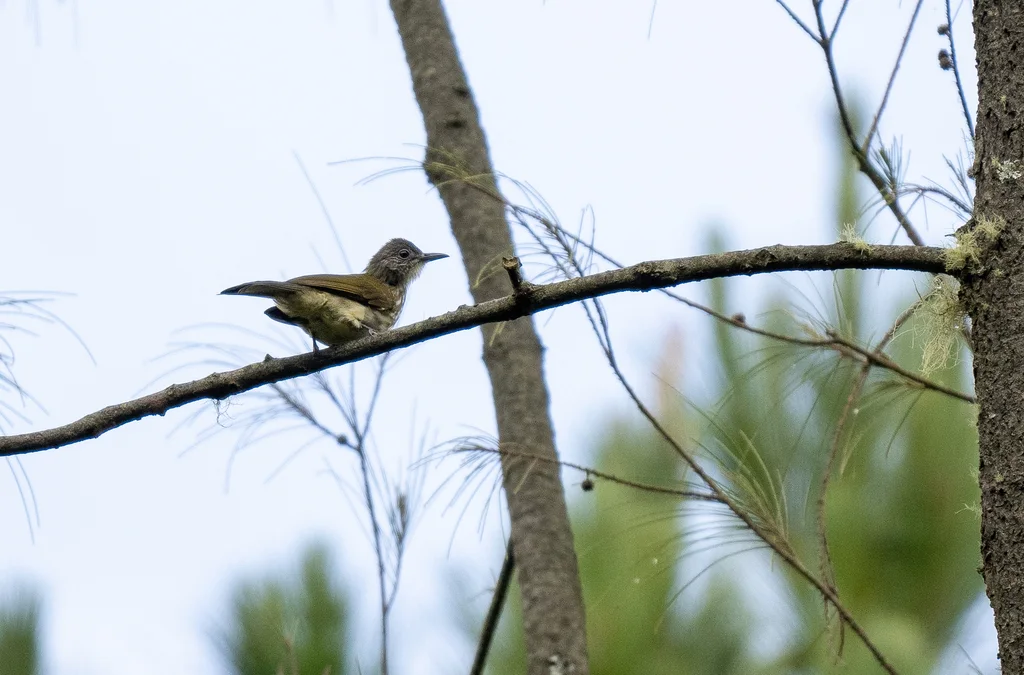 巽他短脚鹎（Ixos virescens）