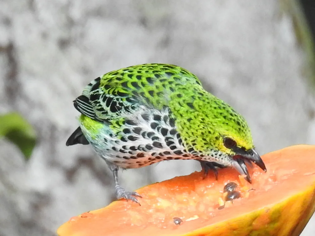 点斑靓唐纳雀(Ixothraupis guttata)
