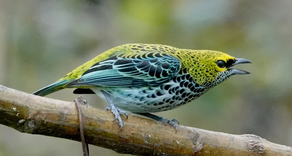 点斑靓唐纳雀(Ixothraupis guttata)