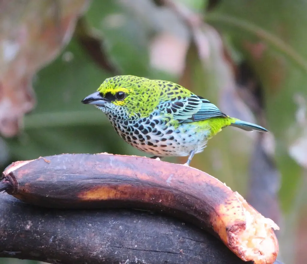 点斑靓唐纳雀(Ixothraupis guttata)