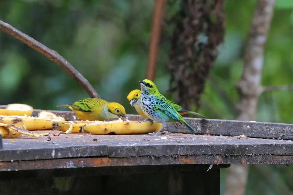 点斑靓唐纳雀(Ixothraupis guttata)
