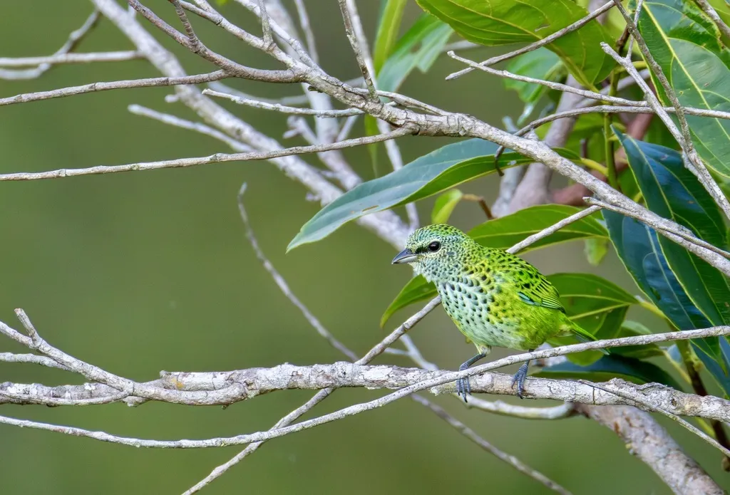 斑靓唐纳雀(Ixothraupis punctata)