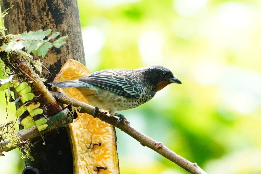 棕喉靓唐纳雀(Ixothraupis rufigula)