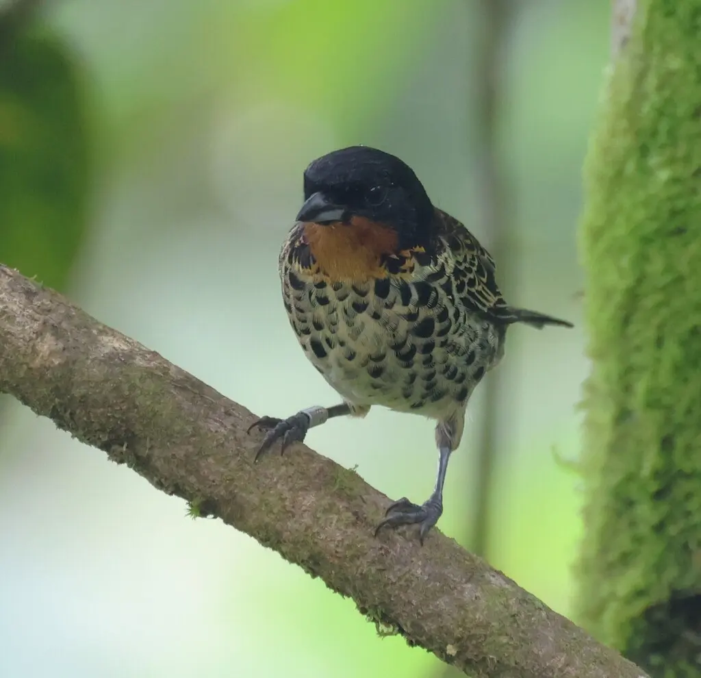 棕喉靓唐纳雀(Ixothraupis rufigula)