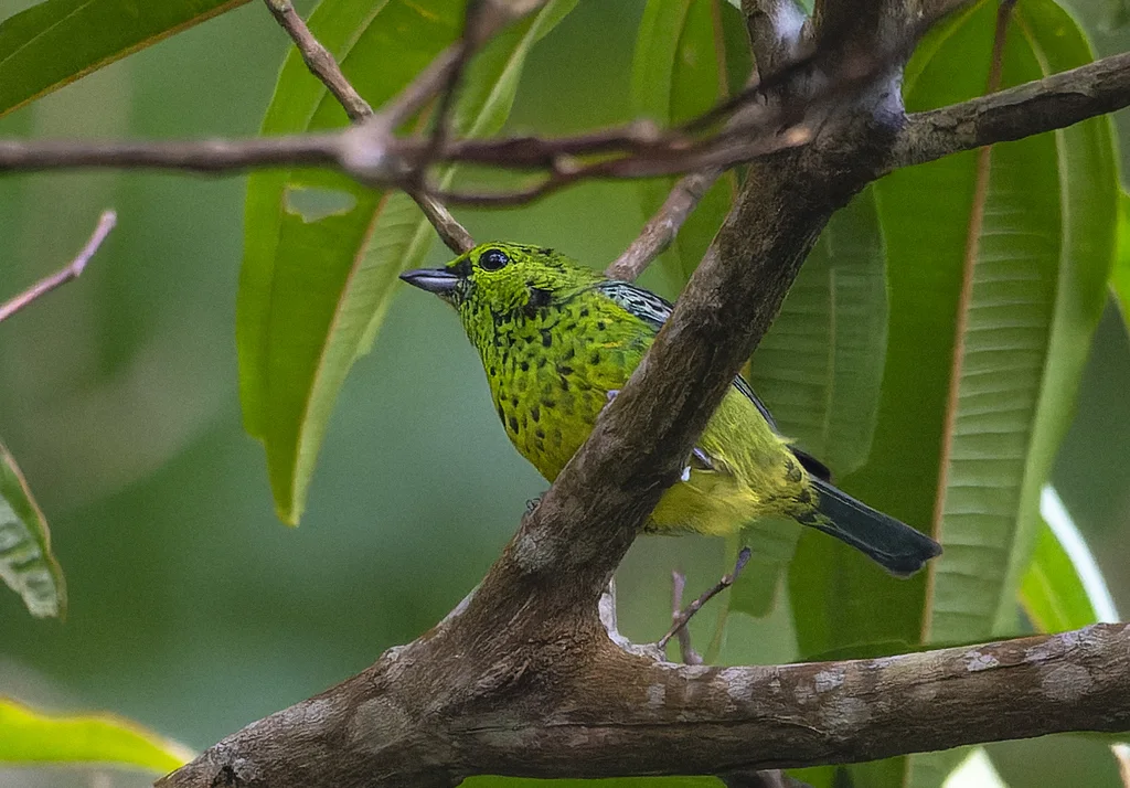 黄腹靓唐纳雀(Ixothraupis xanthogastra)