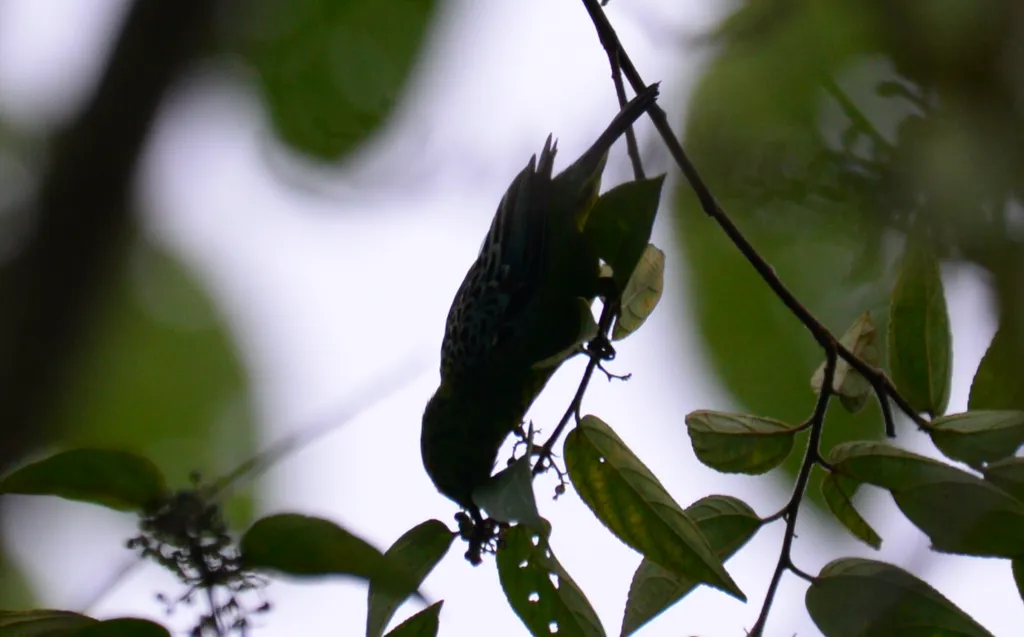黄腹靓唐纳雀(Ixothraupis xanthogastra)