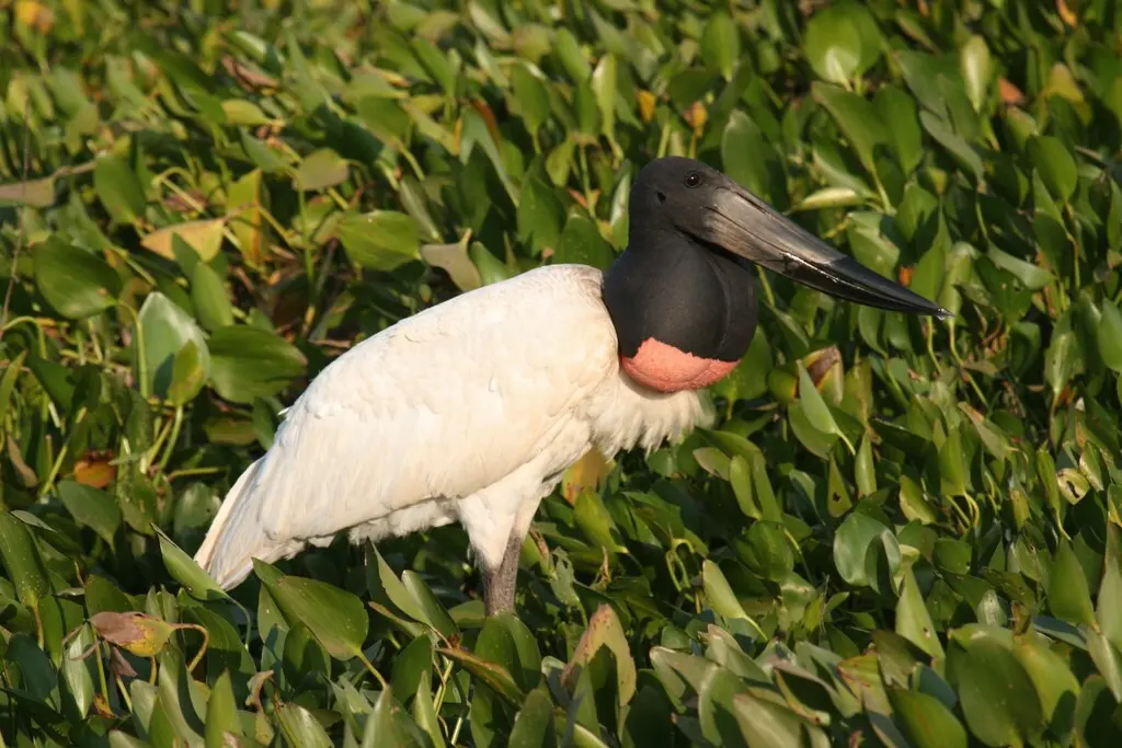裸颈鹳(Jabiru mycteria)