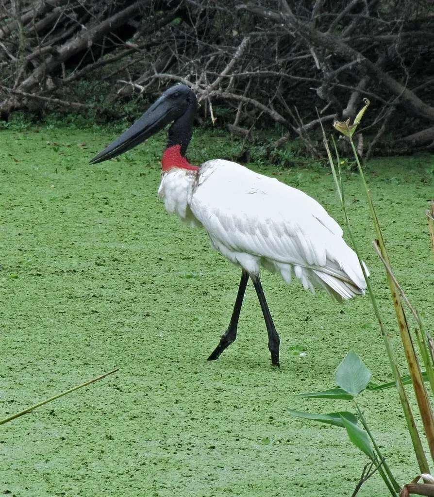 裸颈鹳(Jabiru mycteria)