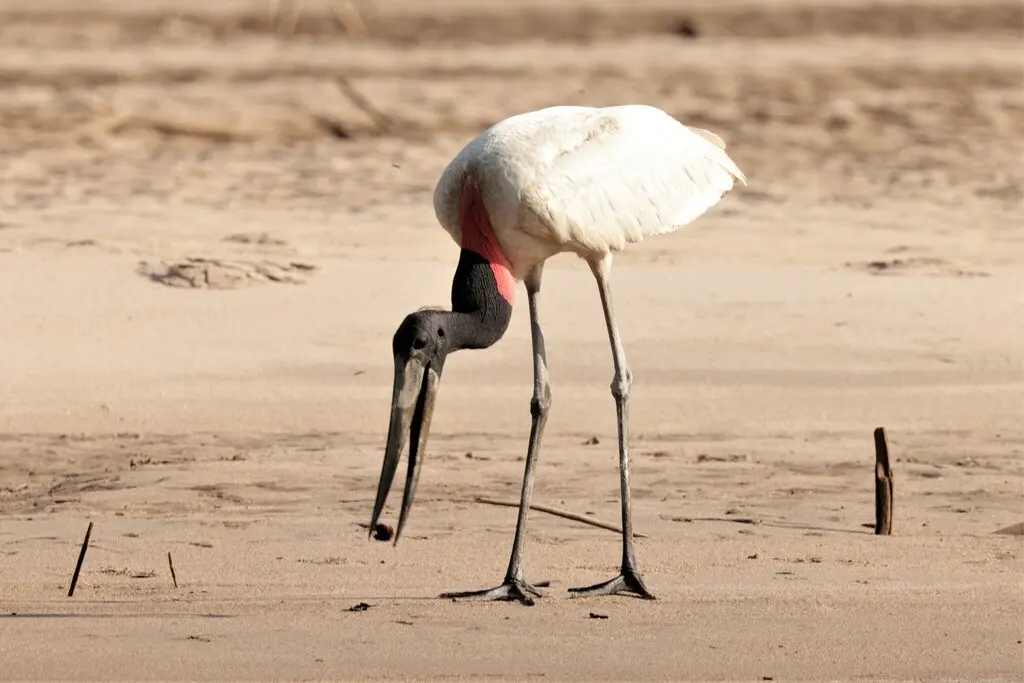 裸颈鹳(Jabiru mycteria)