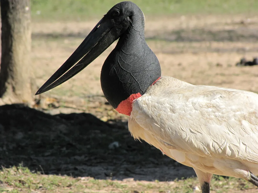 裸颈鹳(Jabiru mycteria)