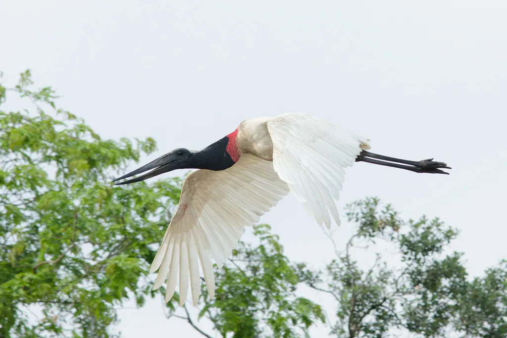 裸颈鹳(Jabiru mycteria)