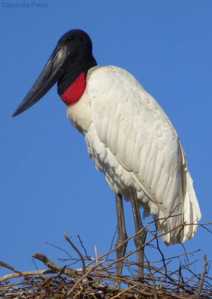 裸颈鹳(Jabiru mycteria)