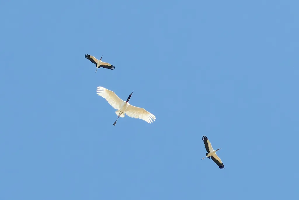 裸颈鹳(Jabiru mycteria)