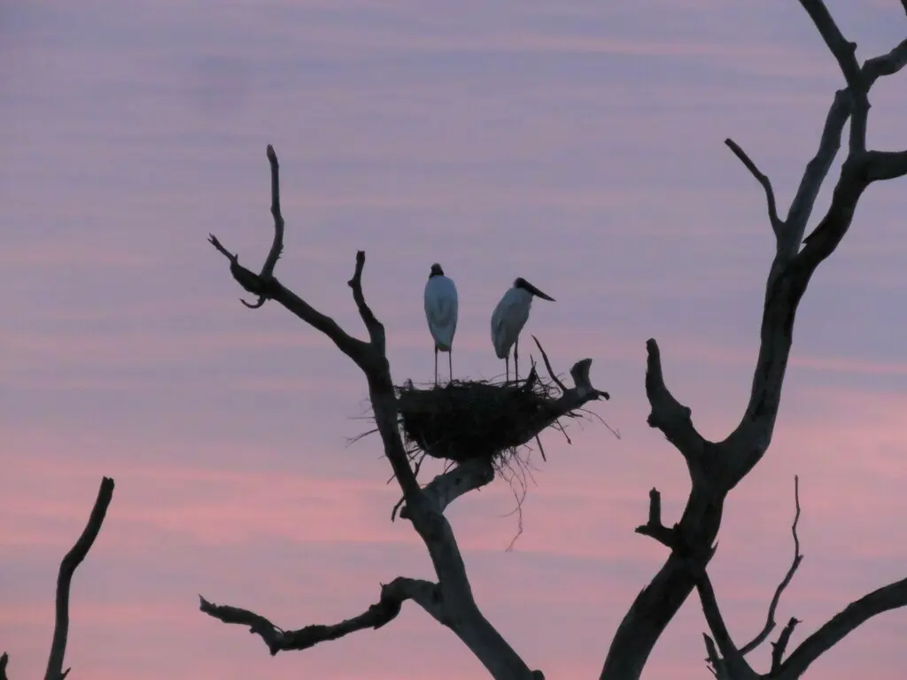 裸颈鹳(Jabiru mycteria)