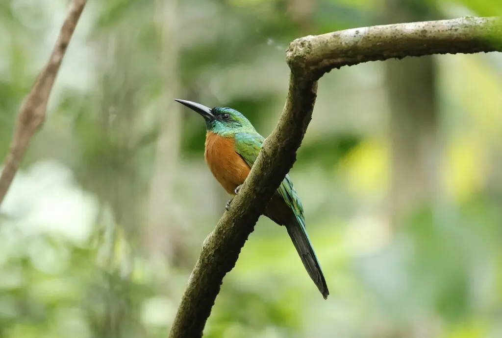 大鹟䴕(Jacamerops aureus)