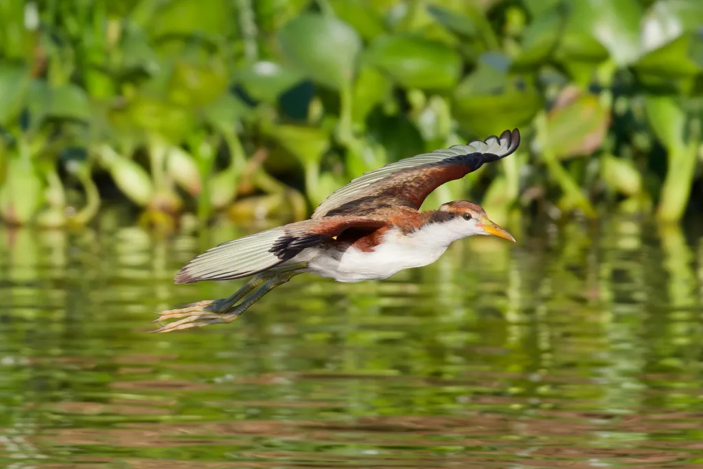 肉垂水雉(Jacana jacana)
