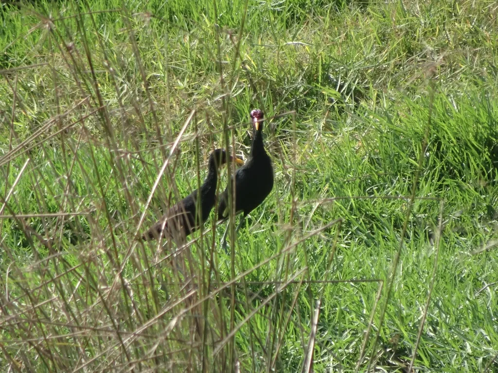 肉垂水雉(Jacana jacana)