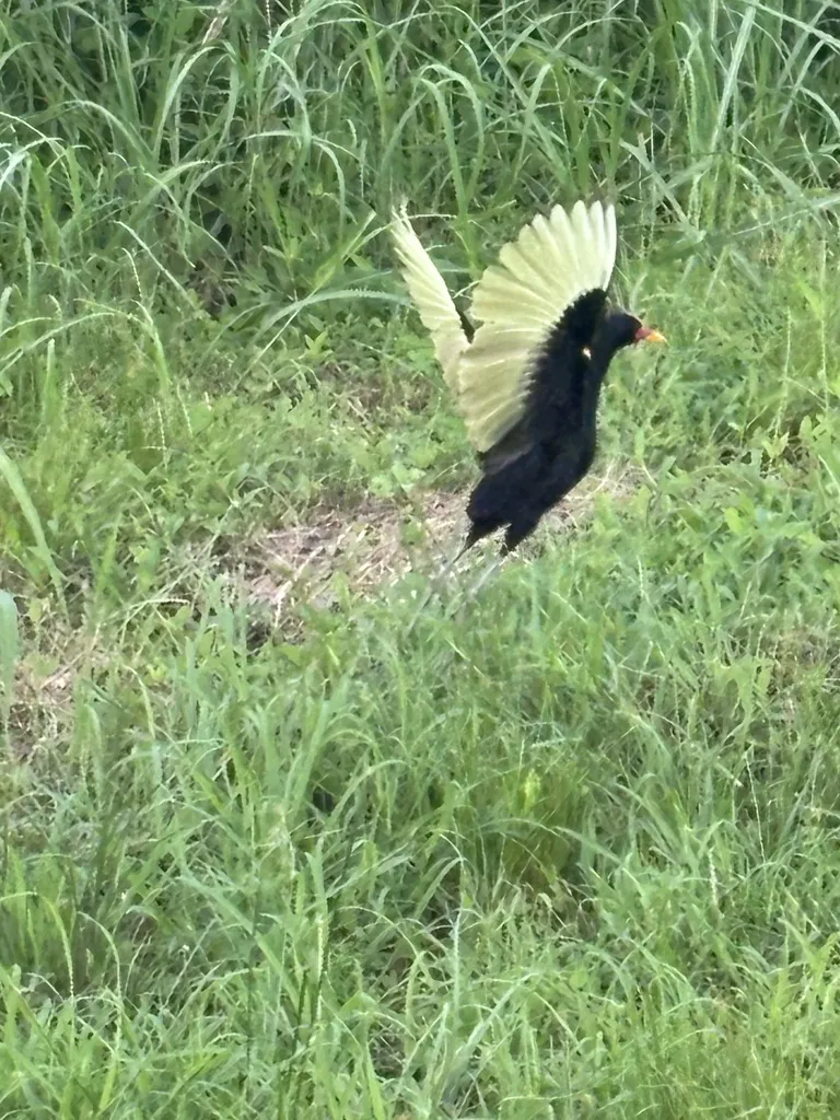 肉垂水雉(Jacana jacana)
