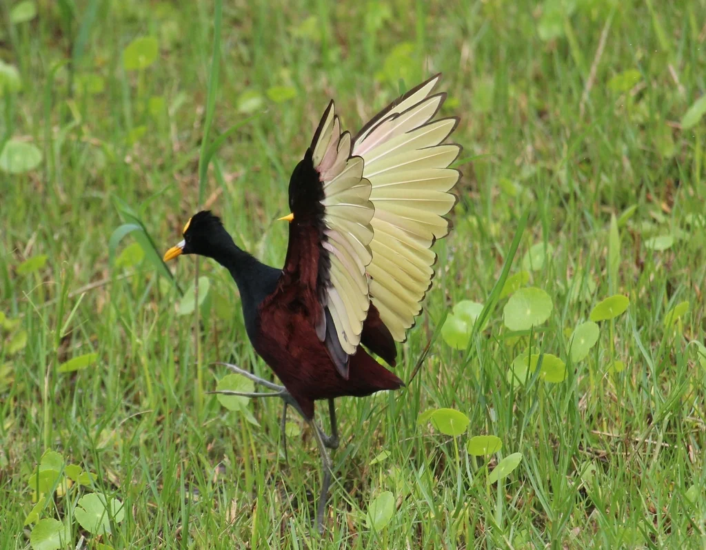 美洲水雉(Jacana spinosa)