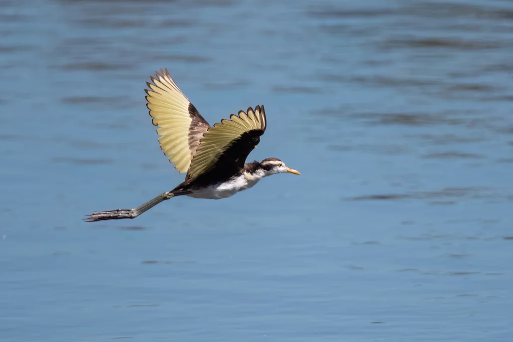 美洲水雉(Jacana spinosa)