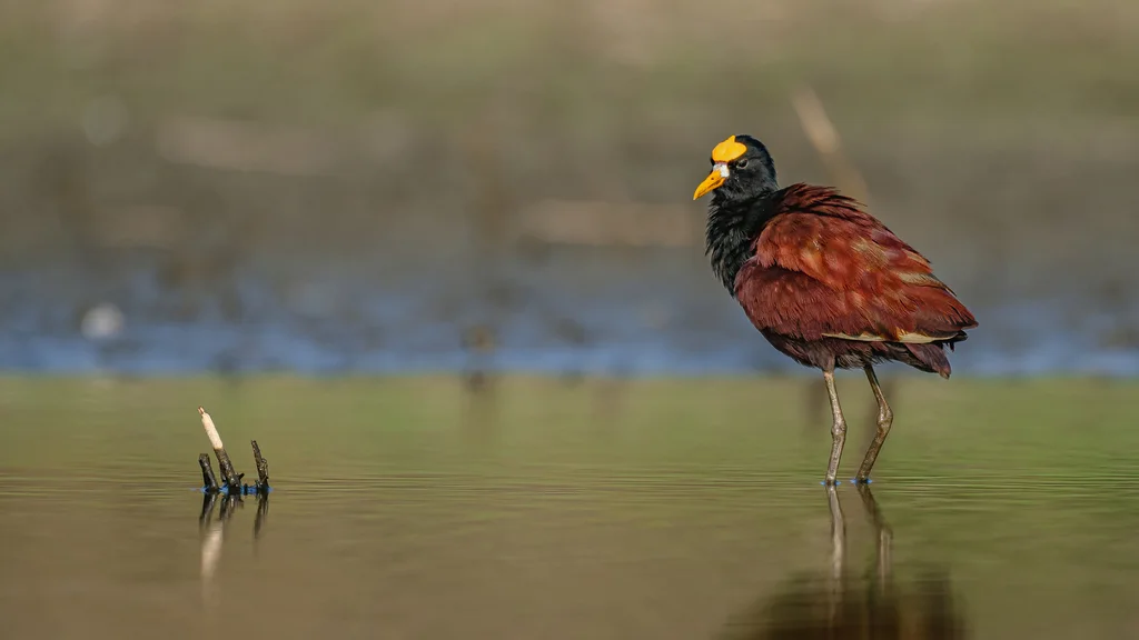 美洲水雉(Jacana spinosa)