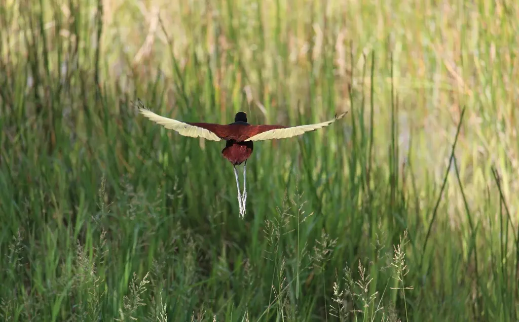 美洲水雉(Jacana spinosa)