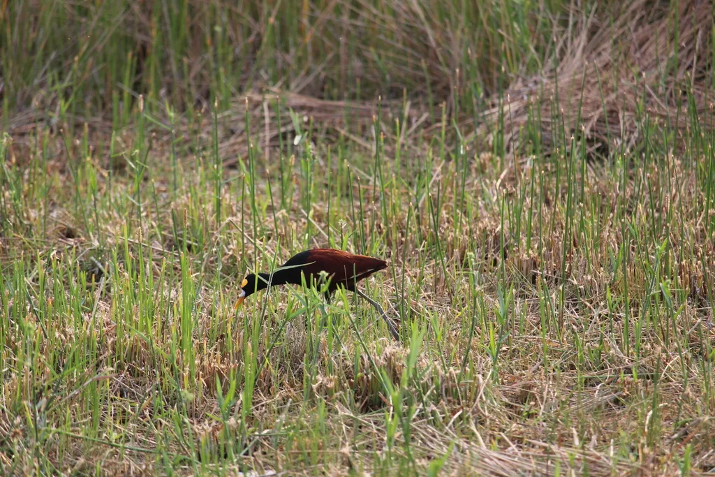 美洲水雉(Jacana spinosa)